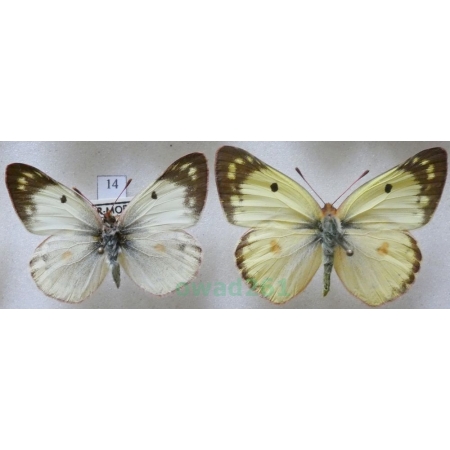 Colias hyale (Linnaeus, 1758) pair Szlaczkoń siarecznik Czech14